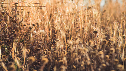 Dry spikes and grass in early summer