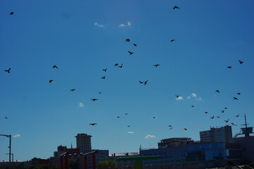 Pigeons fly in the blue sky above the city.