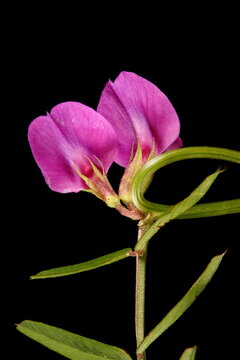 Narrow-Leaved Vetch (Vicia angustifolia). Flowers Closeup