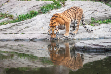 Bengal tiger Indian tiger  drinking water near forest stream in its natural habitat at Sundarbans...