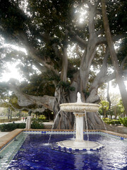 ficus tree in Alameda Apodaca park in the bay of Cadiz capital. Andalusia. Spain. Europe.  © Jose Muñoz  Carrasco