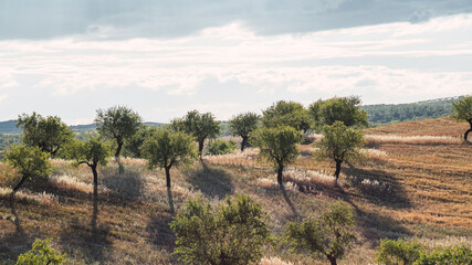 Almond field with dry wheat and clouds