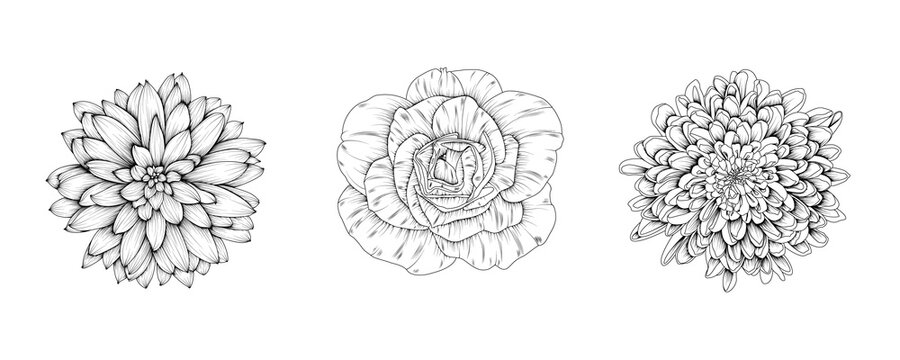 Vector flowers of rose, chrysanthemum, dahlia. Hand-drawn black and white flower heads. EPS 10