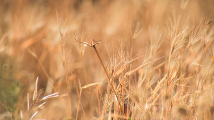 Fototapeta premium Dry spikes and grass in early summer