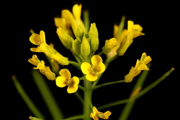 Treacle-Mustard (Erysimum cheiranthoides). Inflorescence Detail Closeup