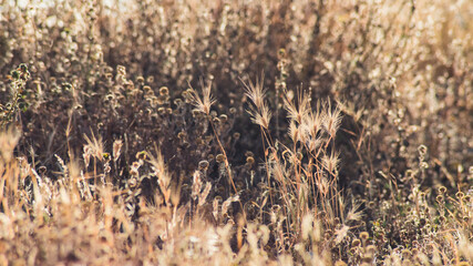 Dry spikes and grass in early summer