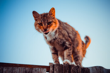 cat on the fence