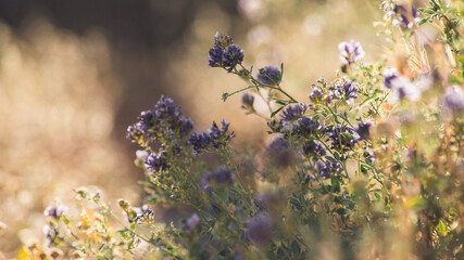 Dry spikes and grass in early summer