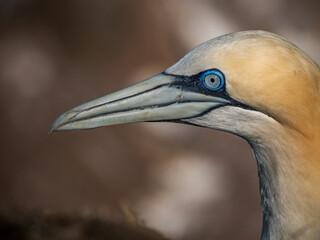 Gannet eye
