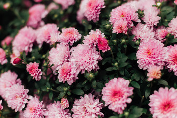 Beautiful flowers of a plant
