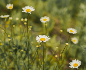 Field covered with flowers of wild camomile - Matricaria chamomilla