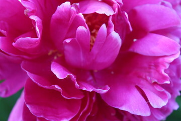 Пион крупным планом