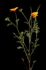 Californian Poppy (Eschscholzia californica). Habit