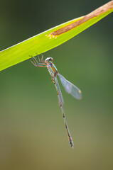 Beautiful detail of Lestes sponsa dragonfly - 361367648