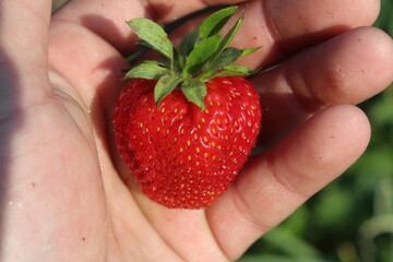 Obraz premium Клубника