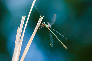 Beautiful detail of Lestes sponsa dragonfly - 361368028
