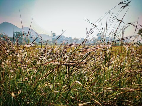 Grass beside the crop field