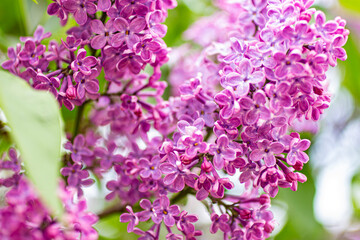 Fototapeta na wymiar Beautiful spring purple lilac.