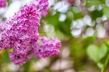 Obraz na płótnie Canvas Beautiful spring purple lilac.