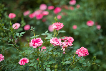 Beautiful colorful pink roses flower in the garden