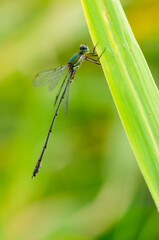 Beautiful detail of Lestes sponsa dragonfly - 361368427