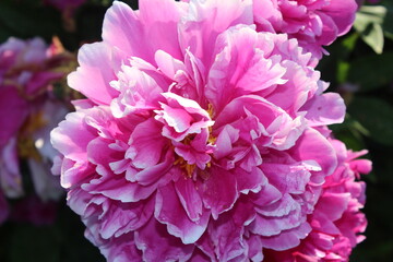 Пион садовый