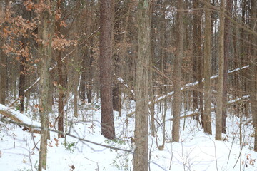 forest in winter