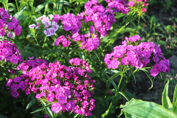 Турецкая гвоздика