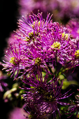 Artistic macro closeup inflorescence of Thalictrum aquilegiifolium also known as Siberian columbine meadow-rue.