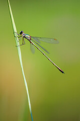 Beautiful detail of Lestes sponsa dragonfly - 361368896