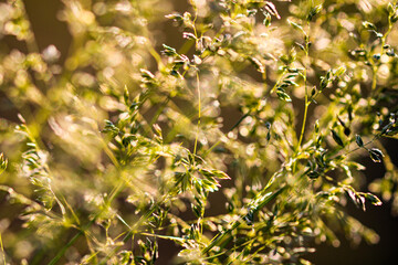 Deschampsia cespitosa, tufted hairgrass or tussock field wild grass movement under the wind in sunlight countryside meadow.