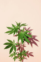 Beautiful green marijuana plant, hemp leaves on a pink background. Cannabis background Front view, close up