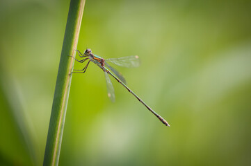 Beautiful detail of Lestes sponsa dragonfly - 361369074