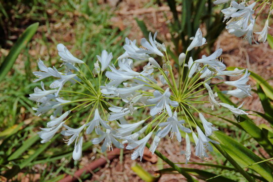 white flowers  agapantus in the garden