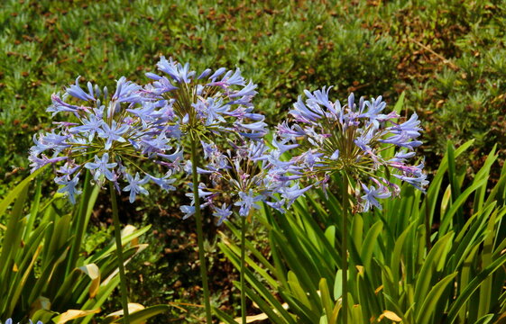 blue flowers agapantus  in spring