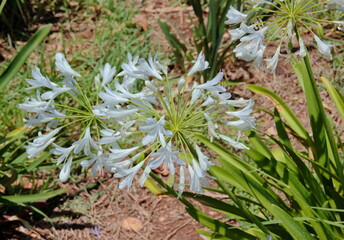 white flowers  agapantus in the garden