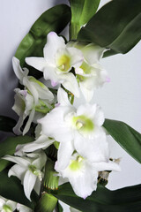 White flowers with pink tips and green leaves of a dendrobium nobile orchid, white background