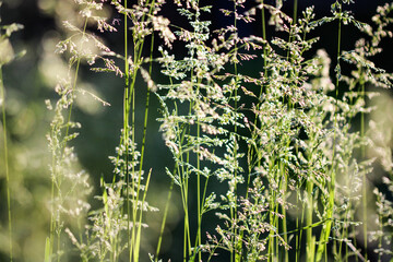 Deschampsia cespitosa, tufted hairgrass or tussock field wild grass movement under the wind in sunlight countryside meadow.