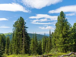 Cedars and firs in coniferous wild forests. Sunny day in the taiga
