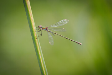 Beautiful detail of Lestes sponsa dragonfly - 361369671