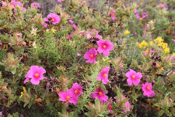 Rock rose flowers