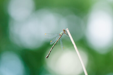 Beautiful detail of Lestes sponsa dragonfly - 361369881