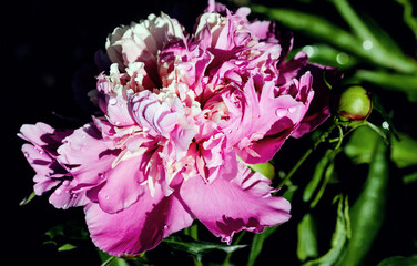 Freshness of spring macro closeup inflorescence of blooming Peony flower.