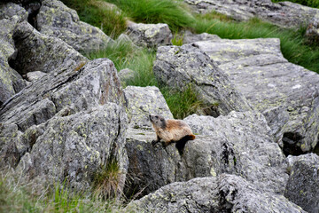 The marmot enjoys the sun on the rocks