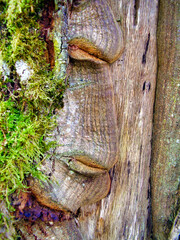 Close up of a cleft in a tree where the cleft has deformed part of the tree giving the appearance of a face. Looking closely you can see lips, eyebrows with eyelashes underneath and moss for hair