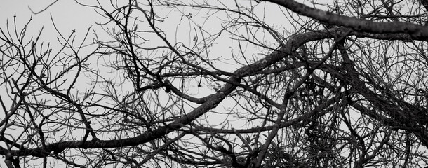 tree branches silhouette