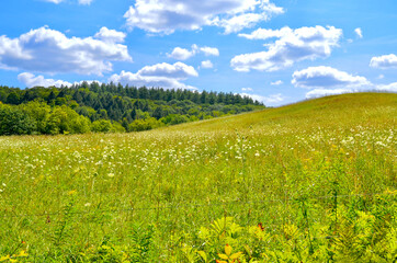 A rolling field of pollinator-friendly wildflowers in rural Vermont.  Woodstock, Vt.