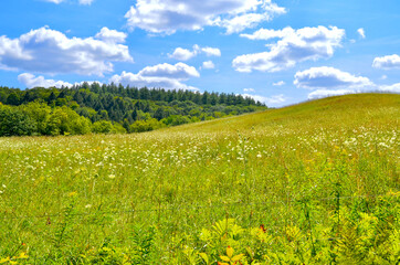 A rolling field of pollinator-friendly wildflowers in rural Vermont.  Woodstock, Vt. © maria t hoffman