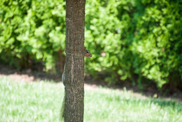 Squirrel behind tree in park