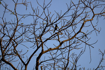 branches of a tree against blue sky